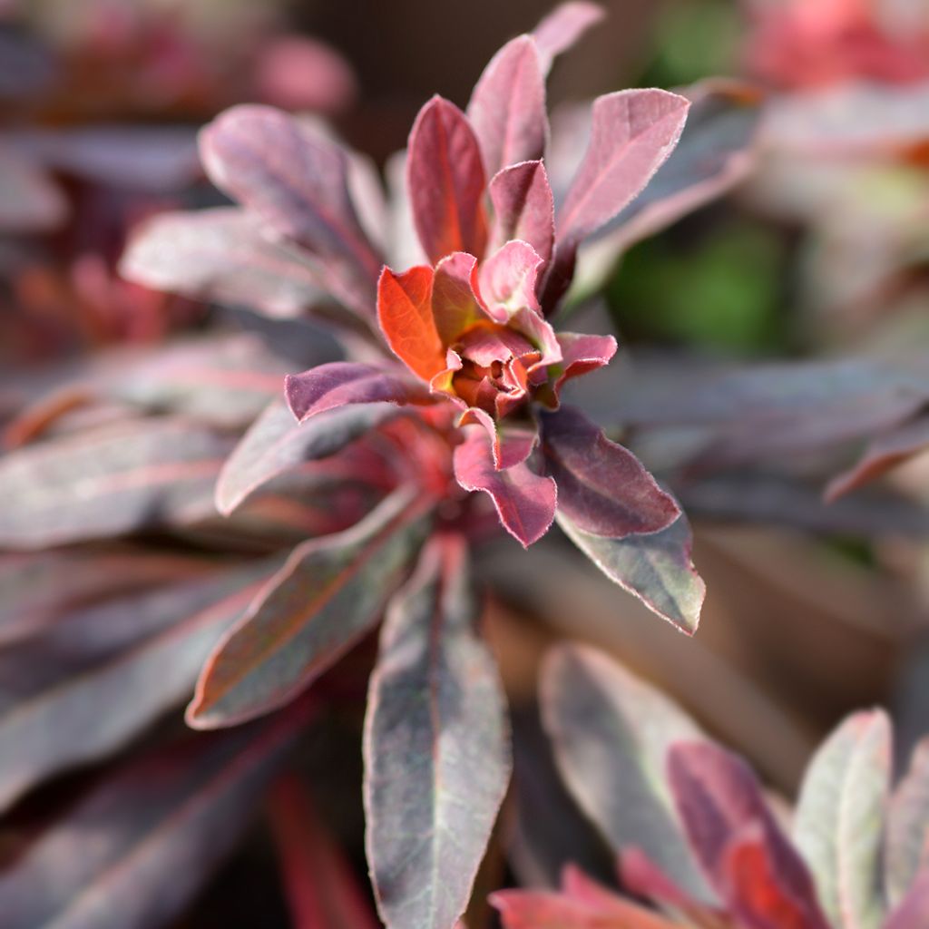 Mantelityräkki Purpurea