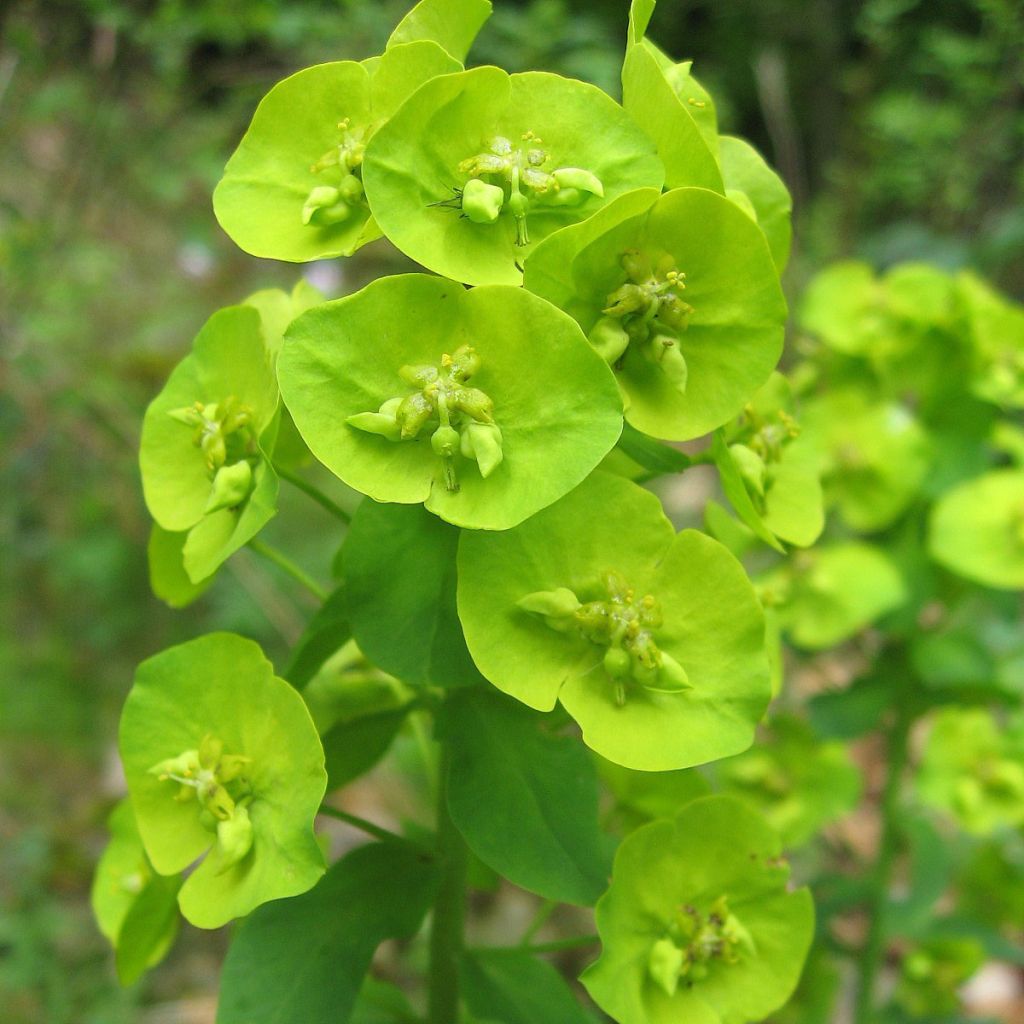 Mantelityräkki var. robbiae