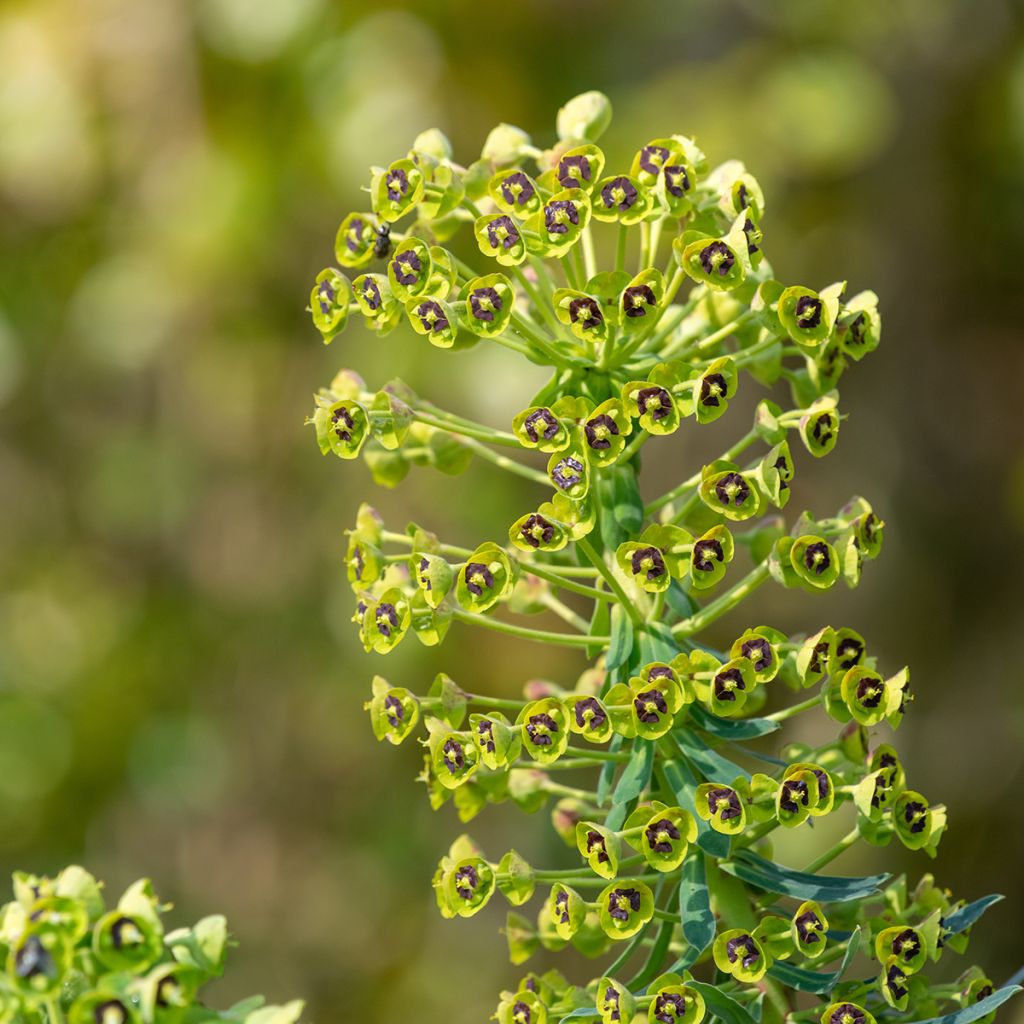 Vahatyräkki - Euphorbia characias