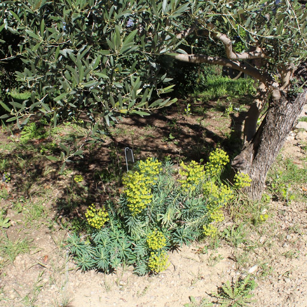Vahatyräkki - Euphorbia characias