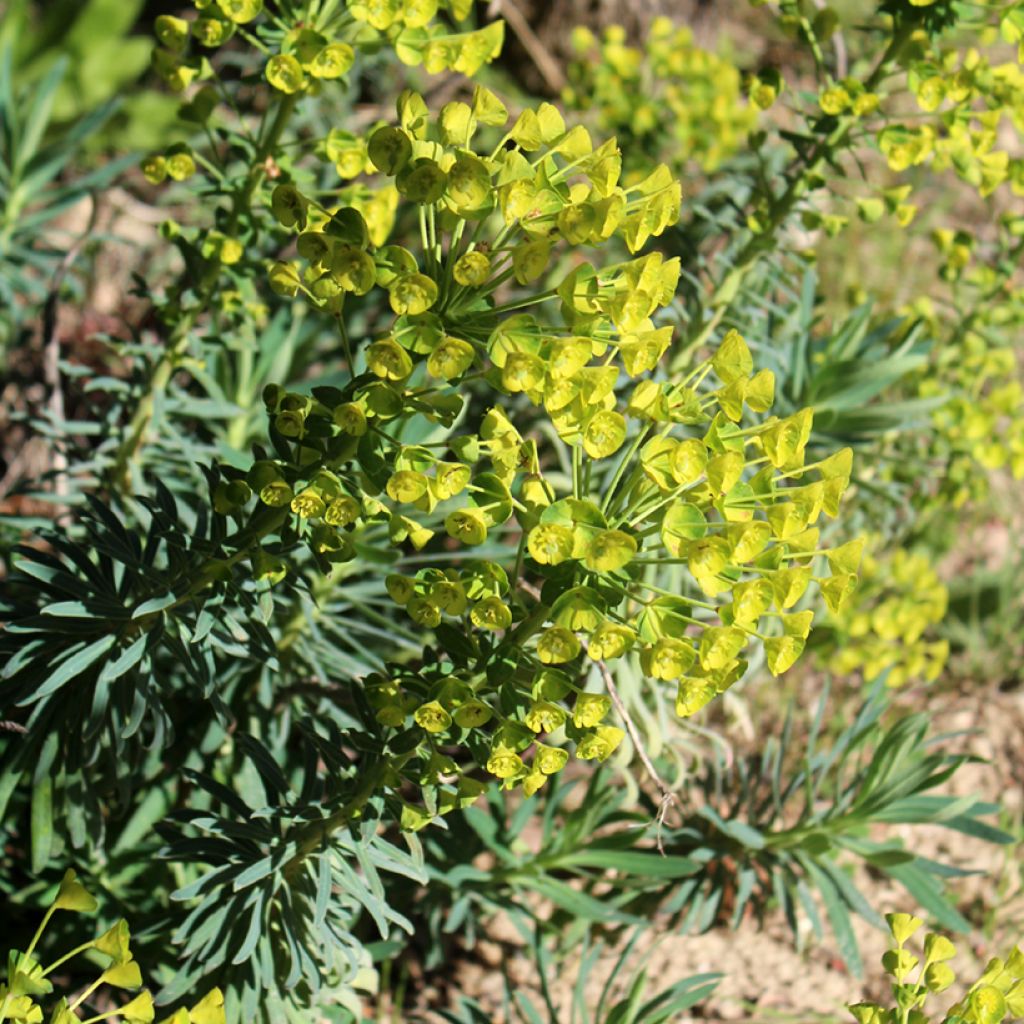 Vahatyräkki - Euphorbia characias