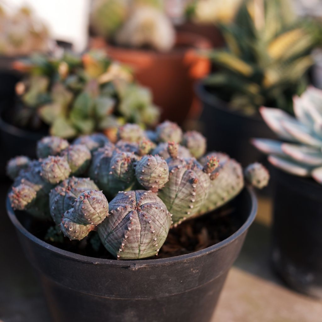 Pallotyräkki - Euphorbia globosa