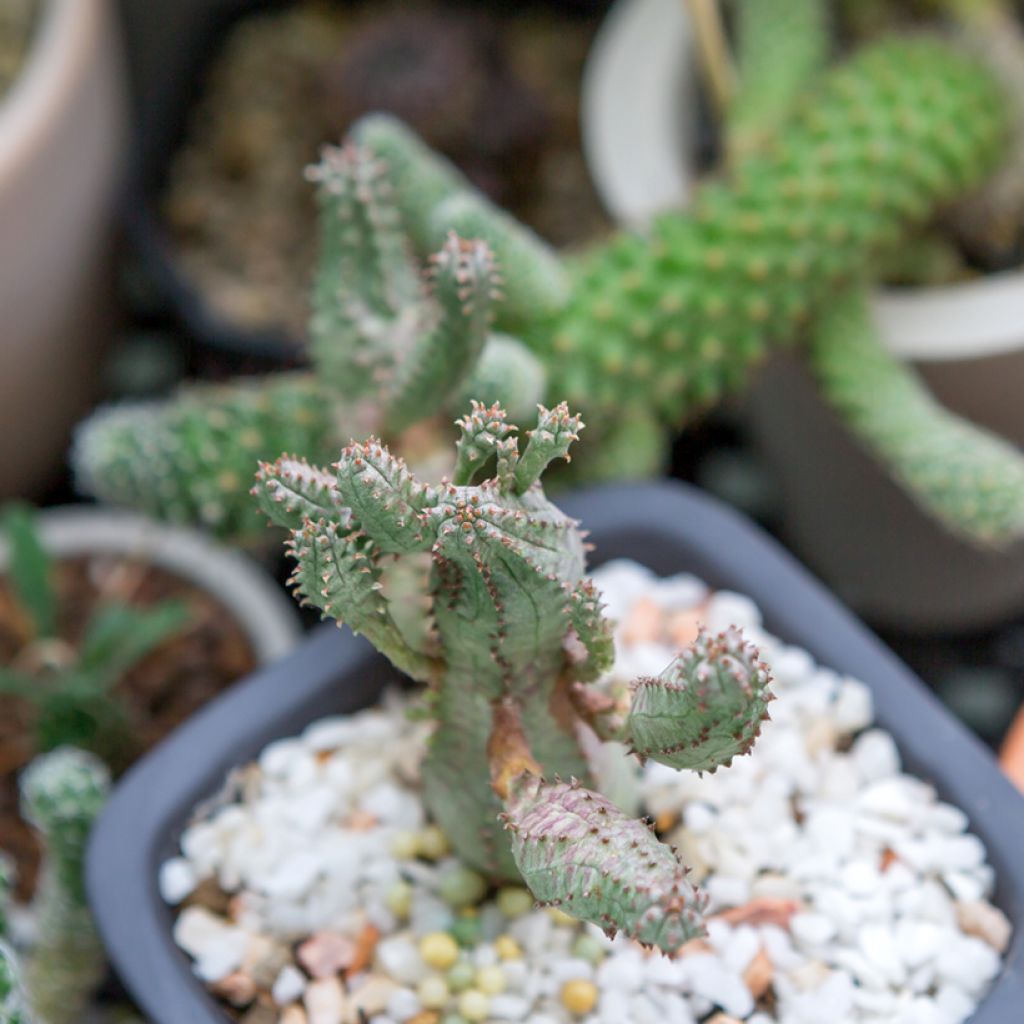 Pallotyräkki - Euphorbia globosa