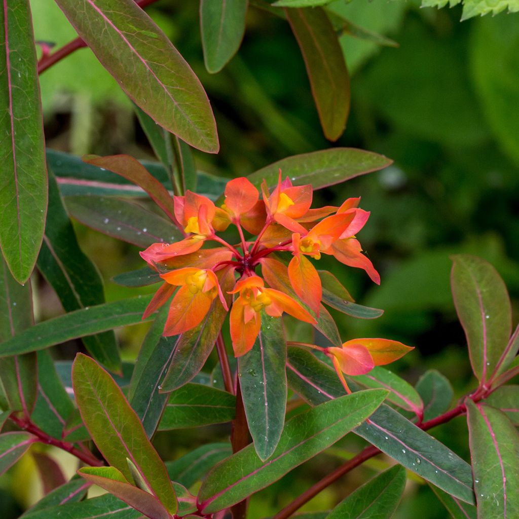 Himalajantyräkki Dixter