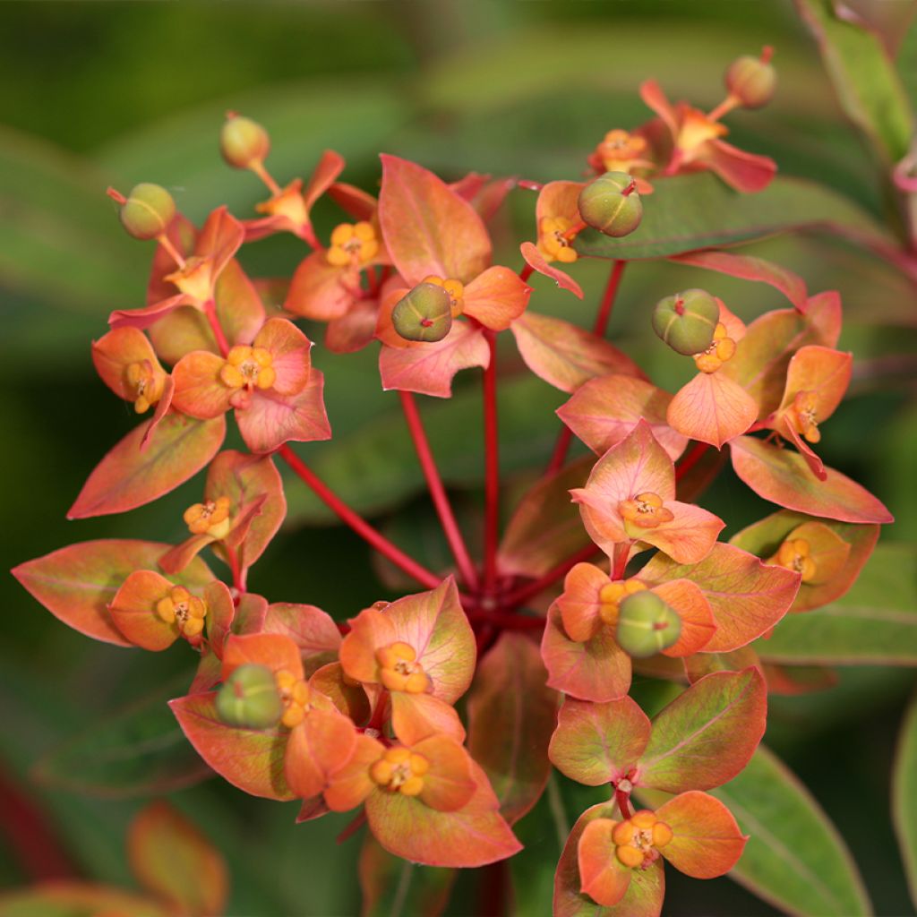 Himalajantyräkki Dixter