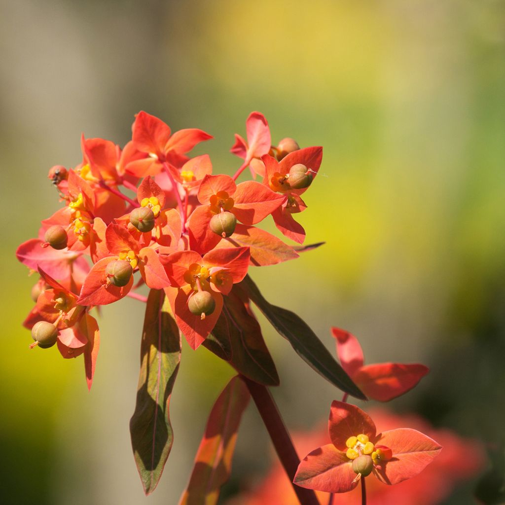 Himalajantyräkki Dixter