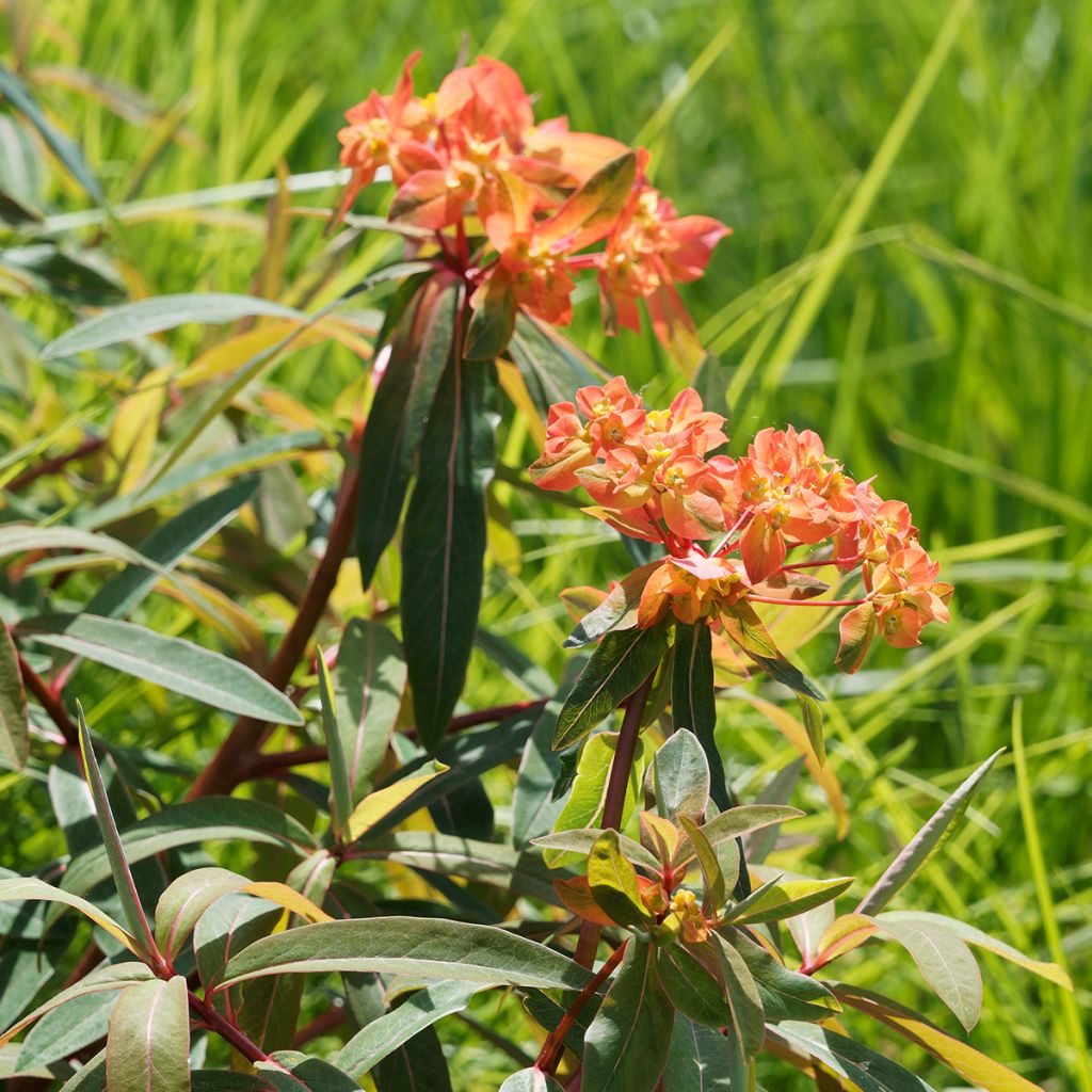 Himalajantyräkki - Euphorbia griffithii