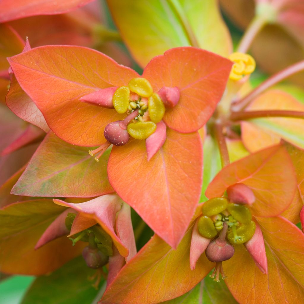 Himalajantyräkki - Euphorbia griffithii