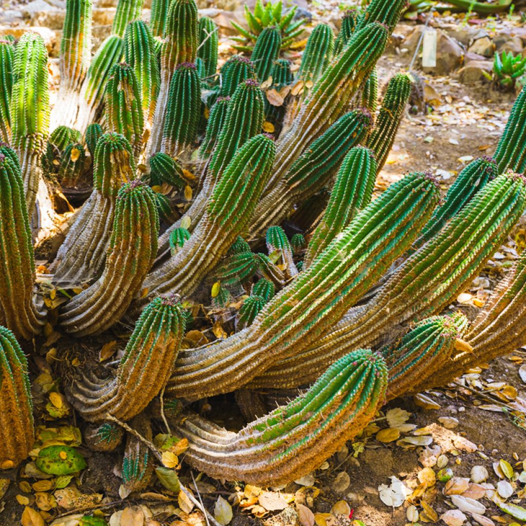 Piikkityräkki - Euphorbia horrida