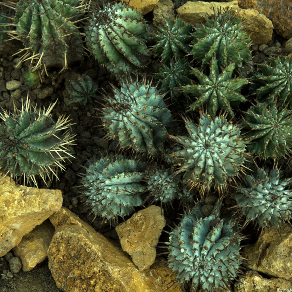 Piikkityräkki - Euphorbia horrida