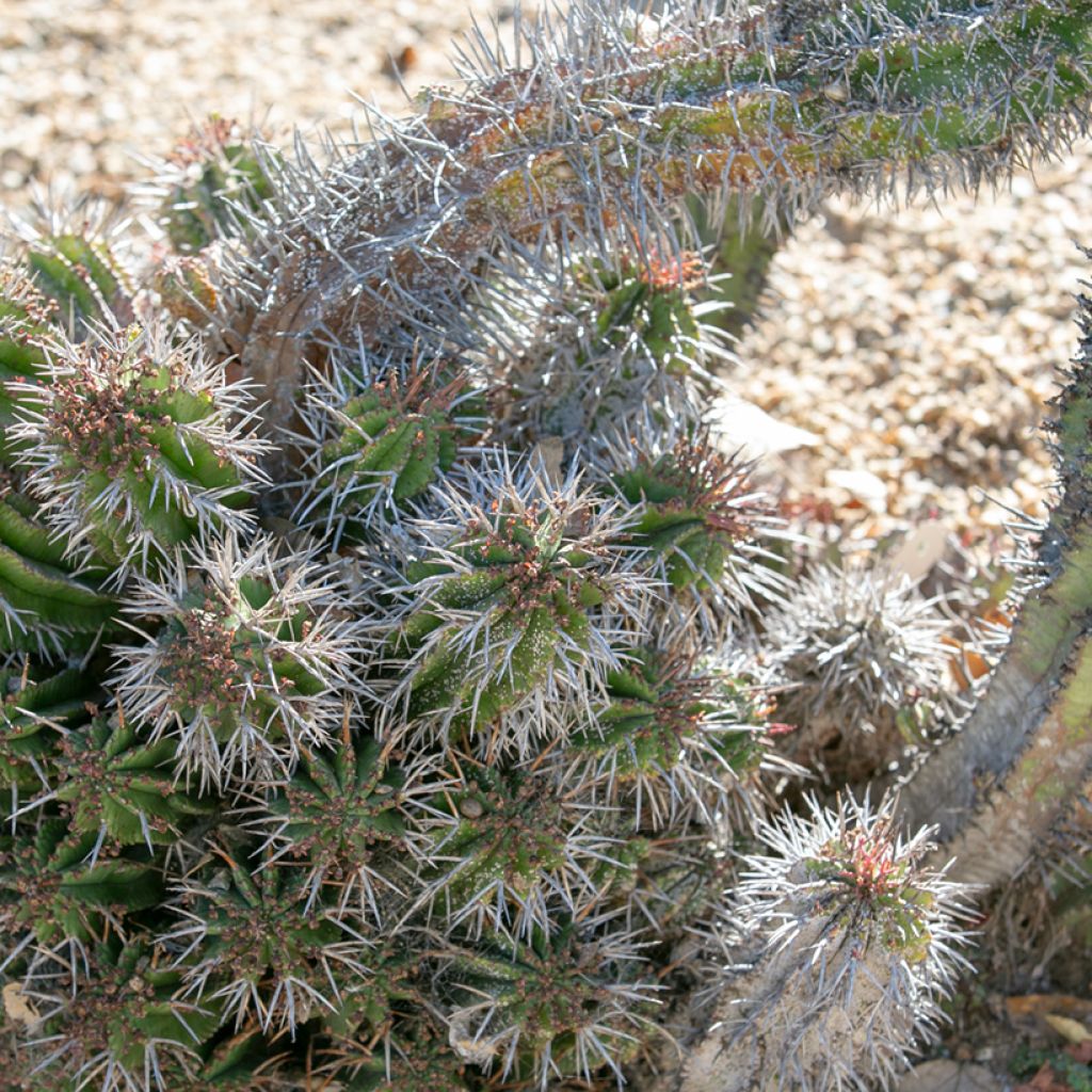 Piikkityräkki - Euphorbia horrida