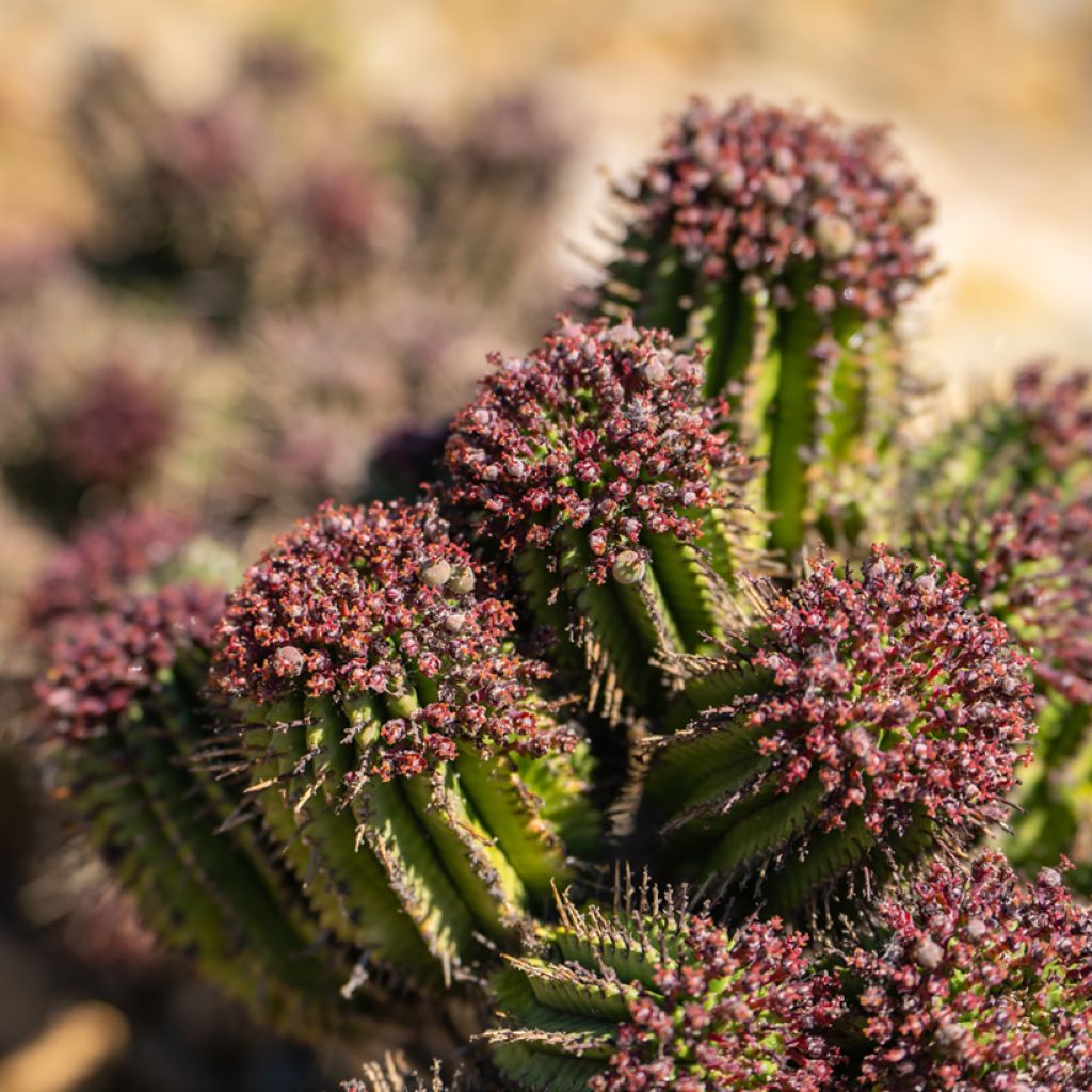 Piikkityräkki - Euphorbia horrida
