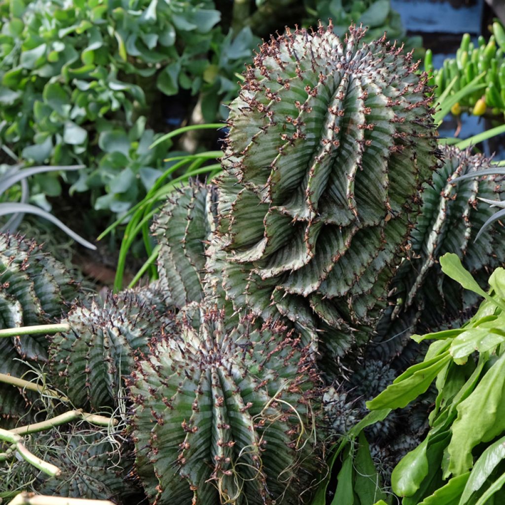 Tyräkki - Euphorbia horrida var. alba