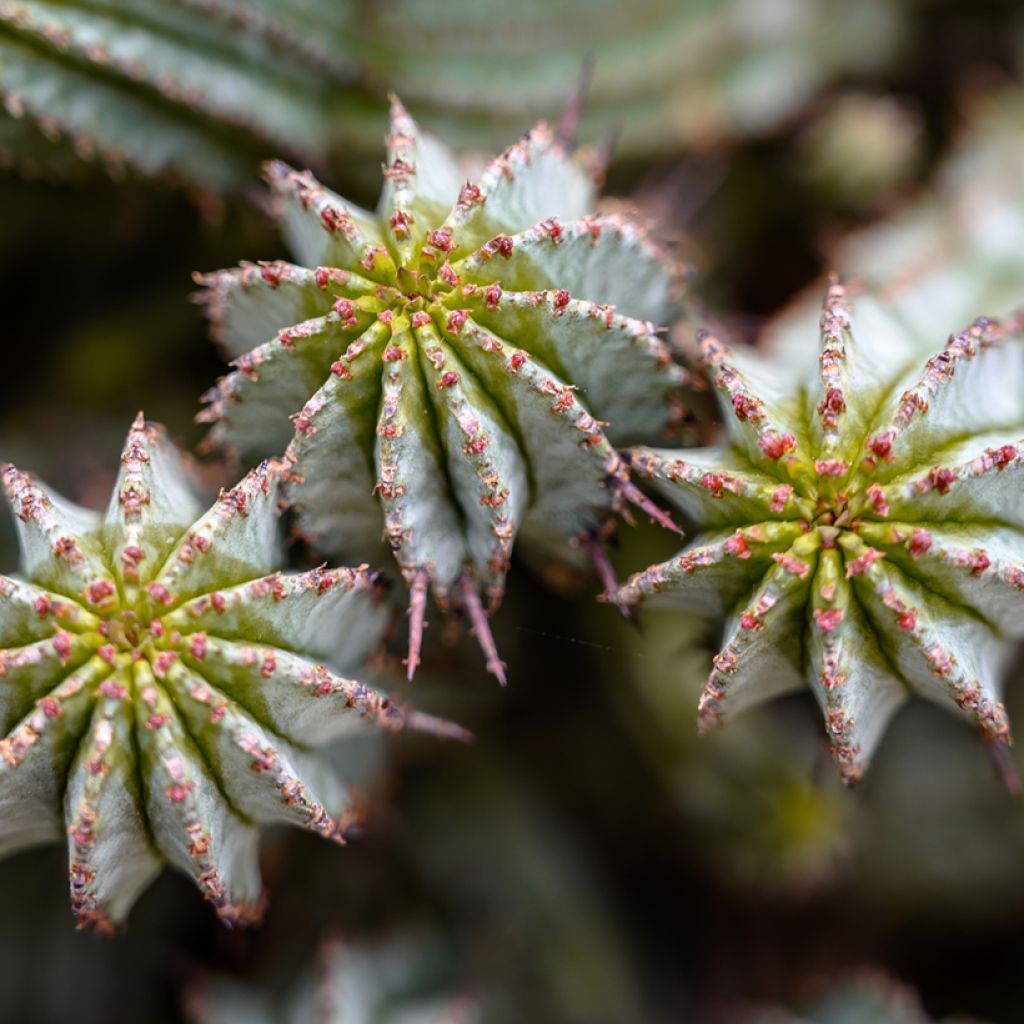 Tyräkki - Euphorbia horrida var. alba