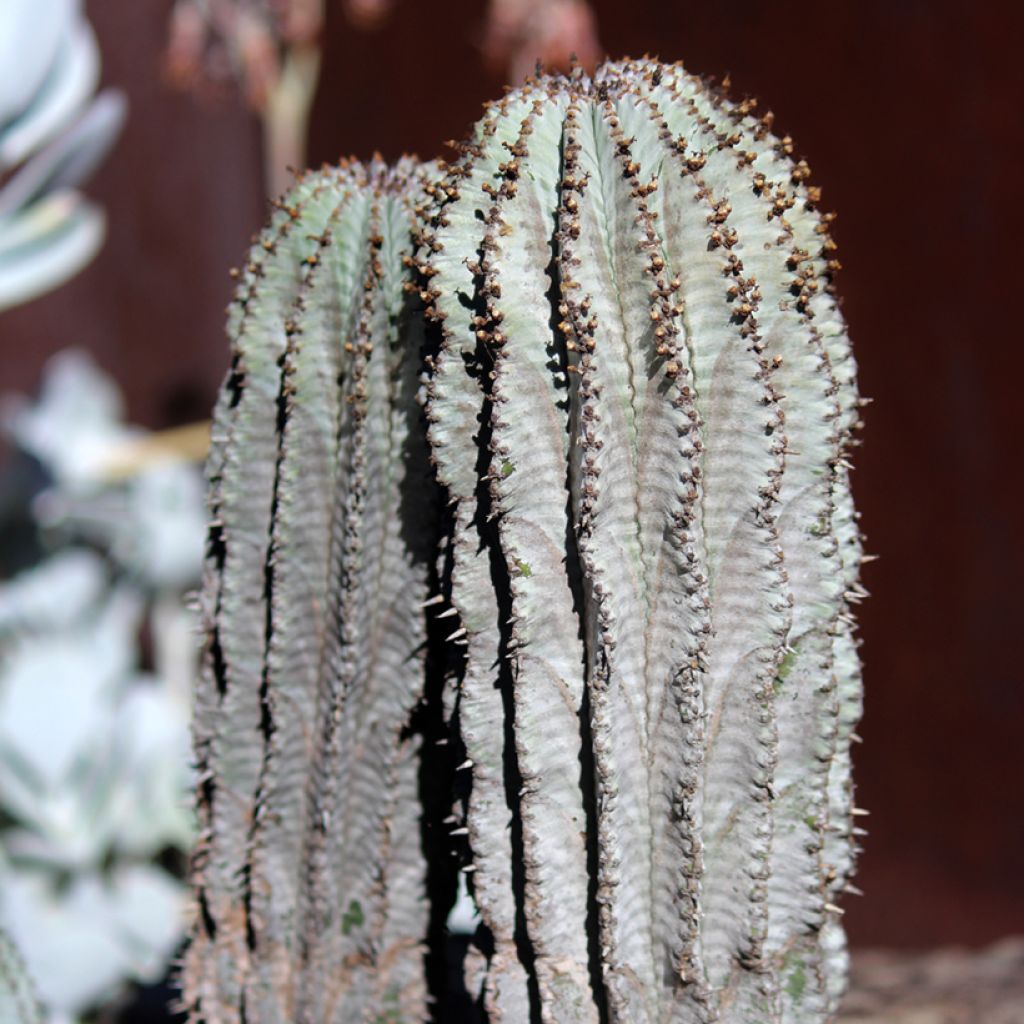 Tyräkki - Euphorbia horrida var. alba