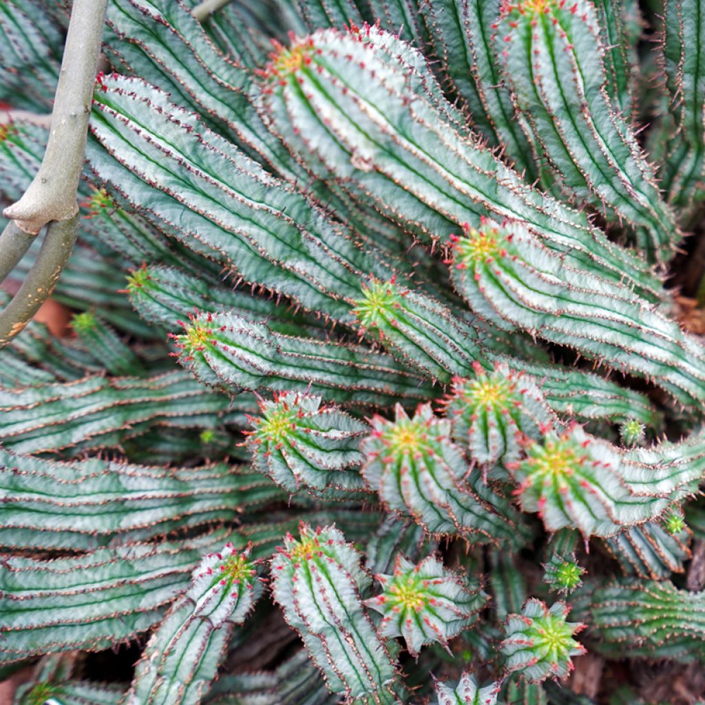 Tyräkki - Euphorbia horrida var. alba