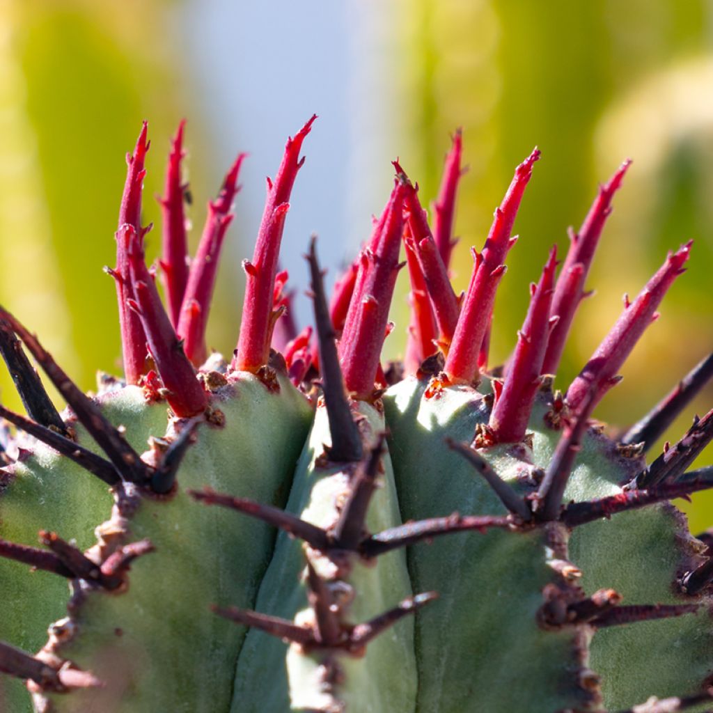 Tyräkki - Euphorbia horrida var. alba
