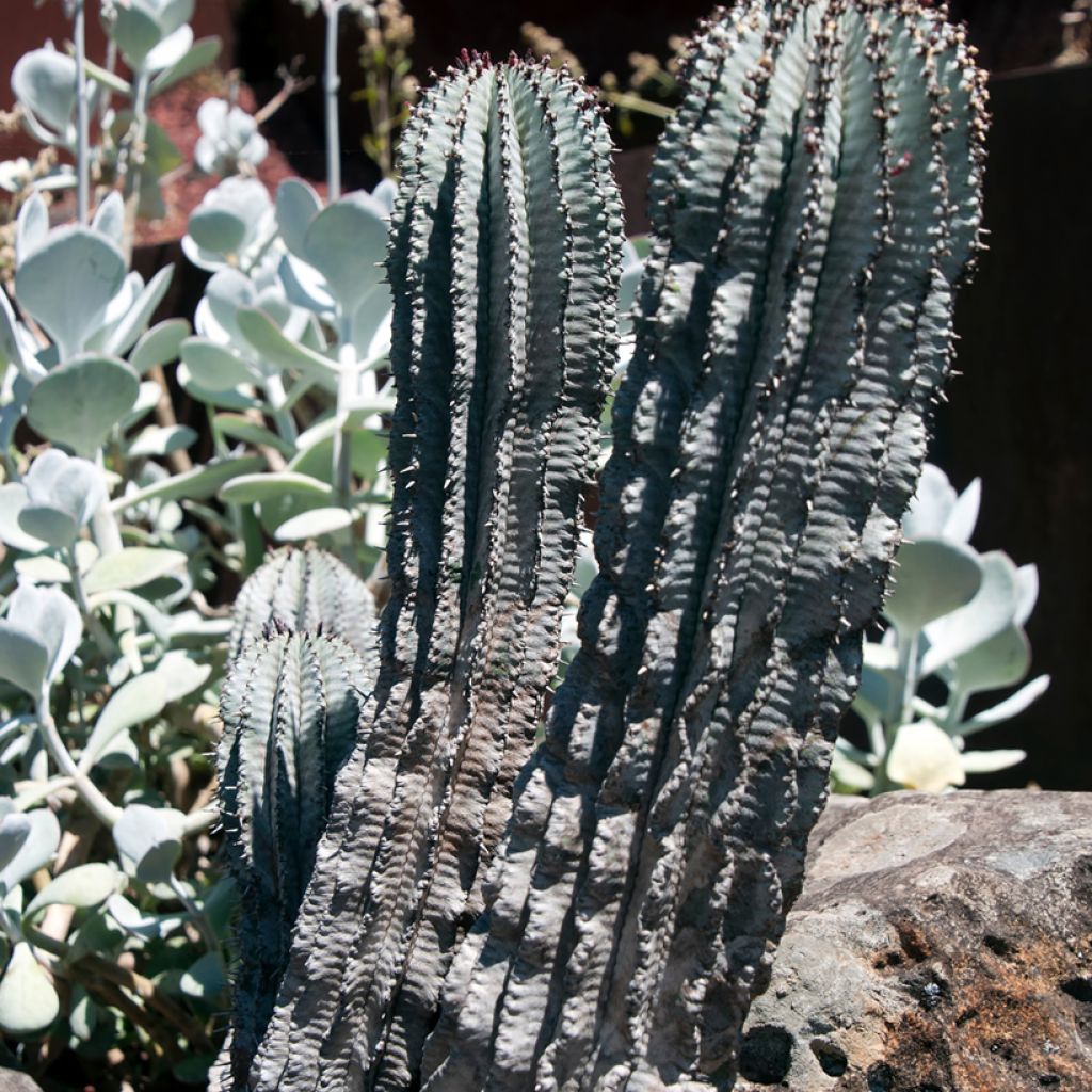Tyräkki - Euphorbia horrida var. alba
