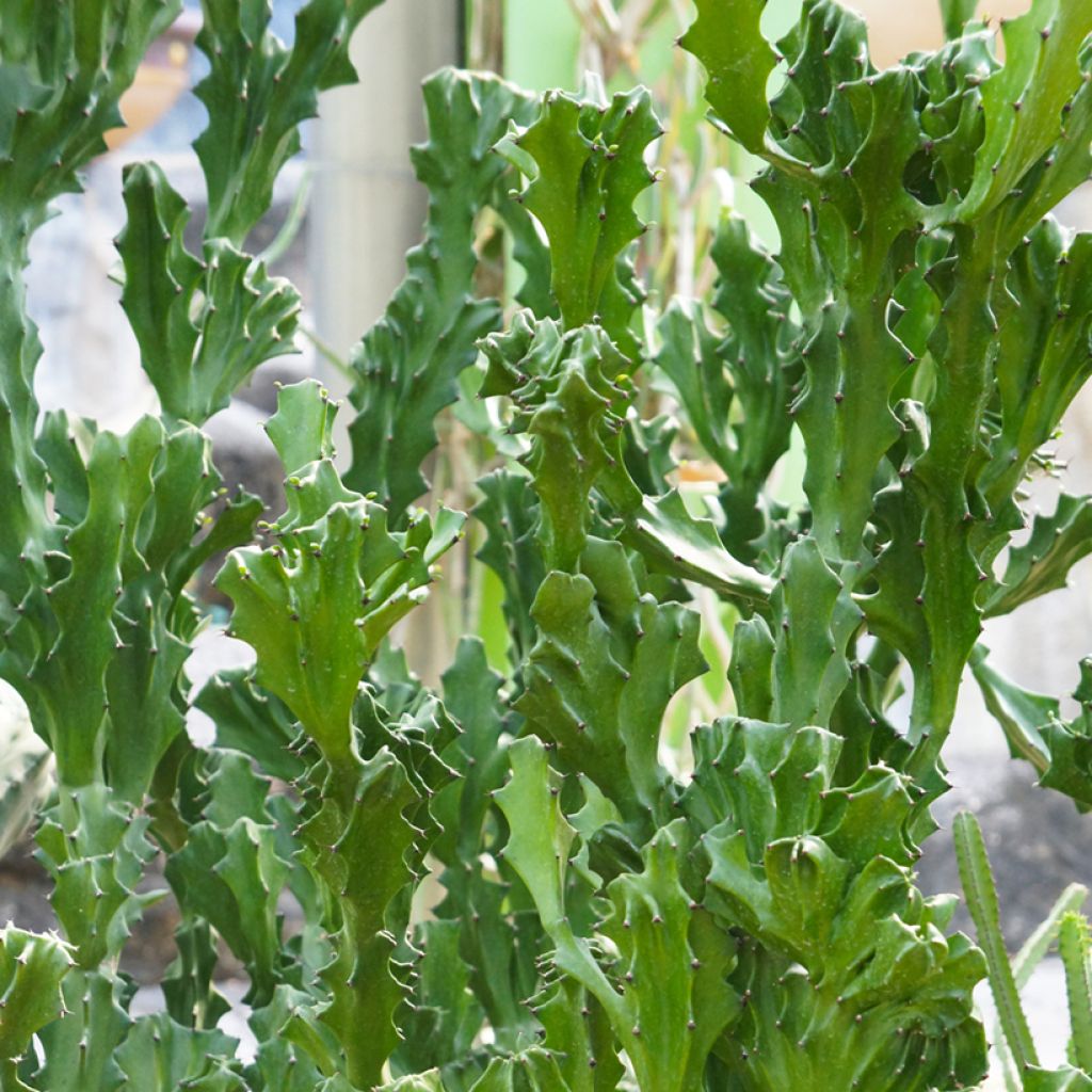 Kalliotyräkki - Euphorbia lactea