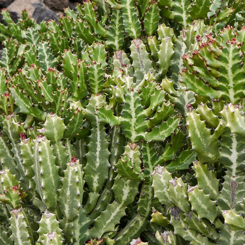 Kalliotyräkki - Euphorbia lactea