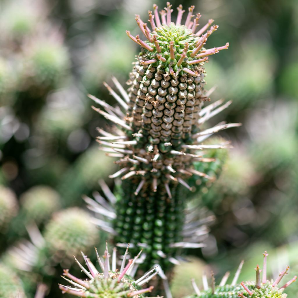 Tyräkki - Euphorbia mammillaris