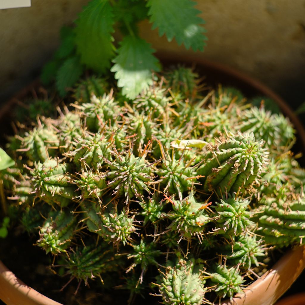 Tyräkki - Euphorbia mammillaris