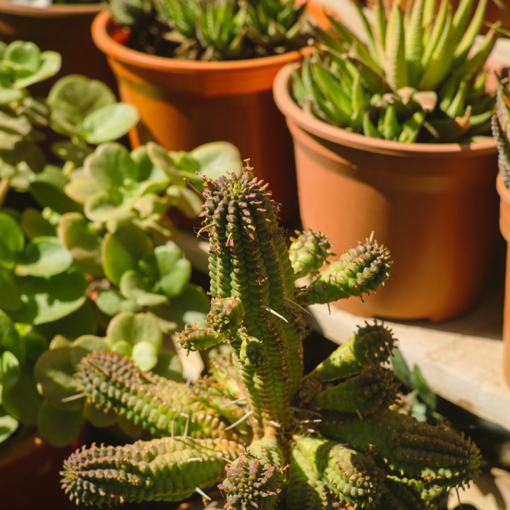 Tyräkki - Euphorbia mammillaris