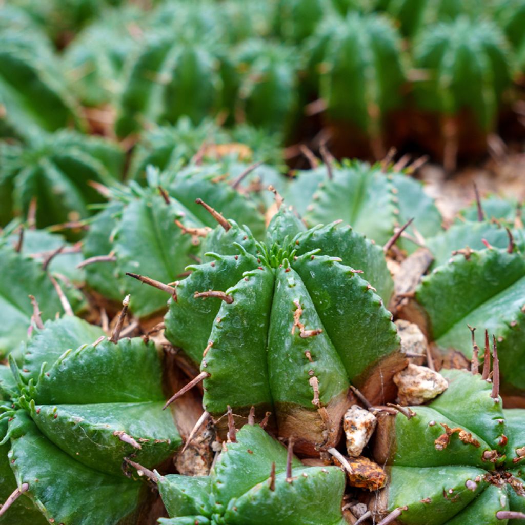 Melonityräkki - Euphorbia meloformis