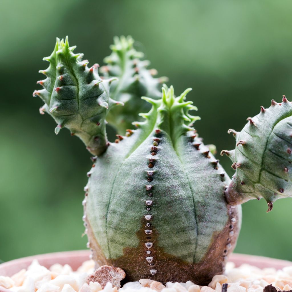 Melonityräkki - Euphorbia meloformis