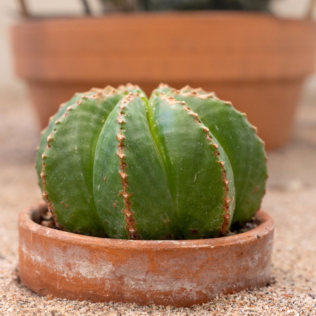 Melonityräkki - Euphorbia meloformis