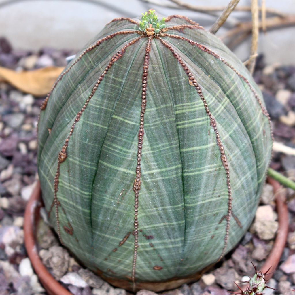 Melonityräkki - Euphorbia meloformis