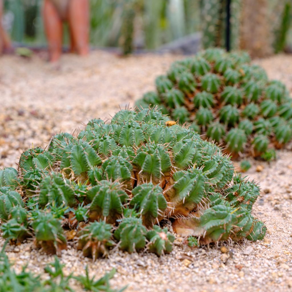 Melonityräkki - Euphorbia meloformis