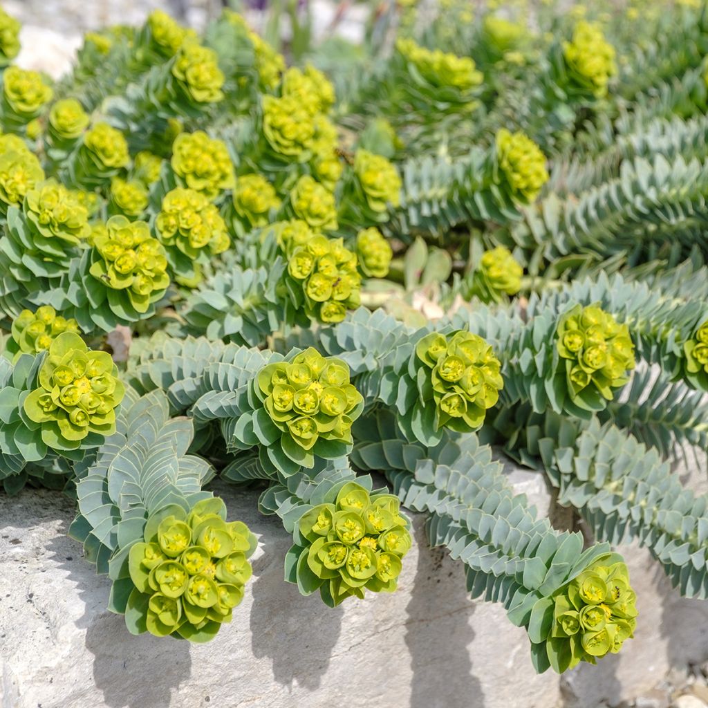 Rentotyräkki - Euphorbia myrsinites