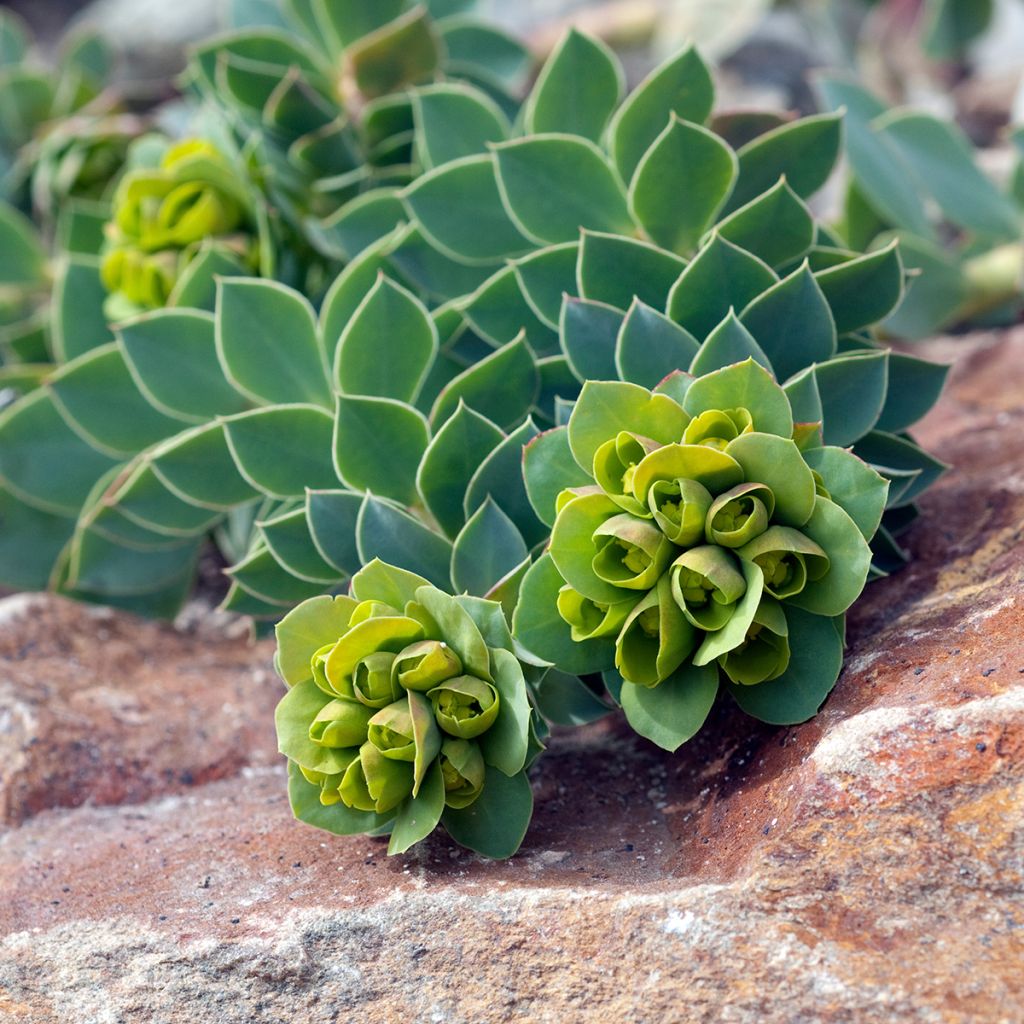 Rentotyräkki - Euphorbia myrsinites