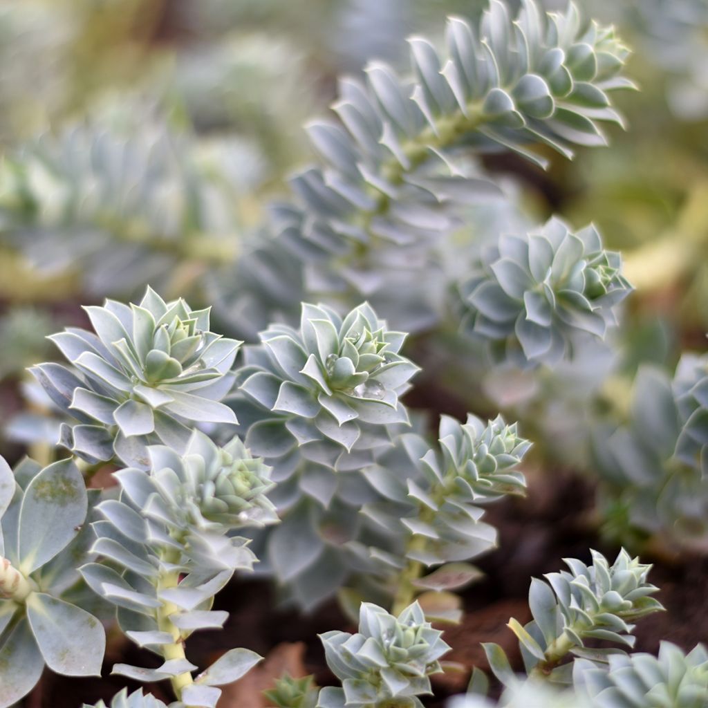Rentotyräkki - Euphorbia myrsinites