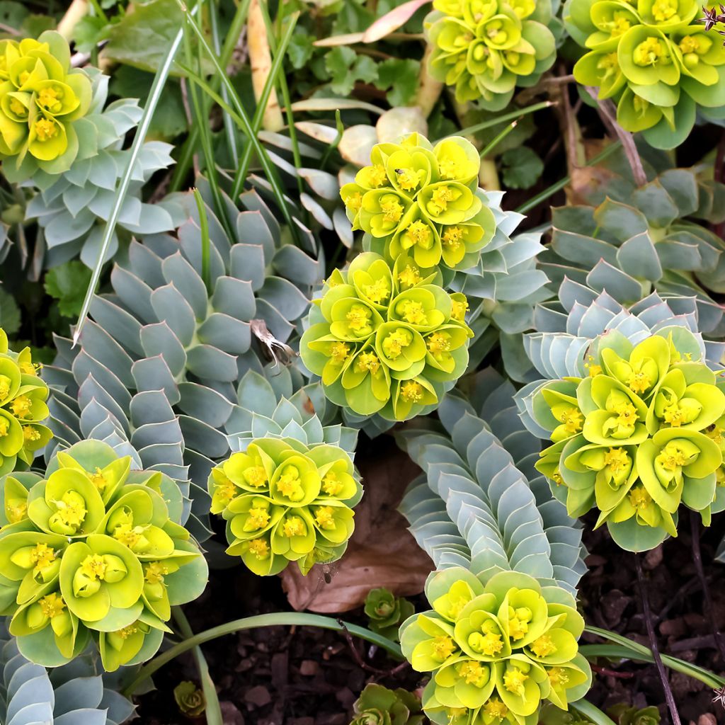 Rentotyräkki - Euphorbia myrsinites