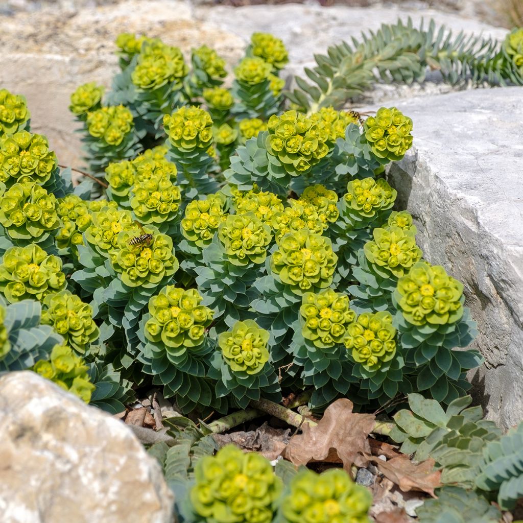 Rentotyräkki - Euphorbia myrsinites