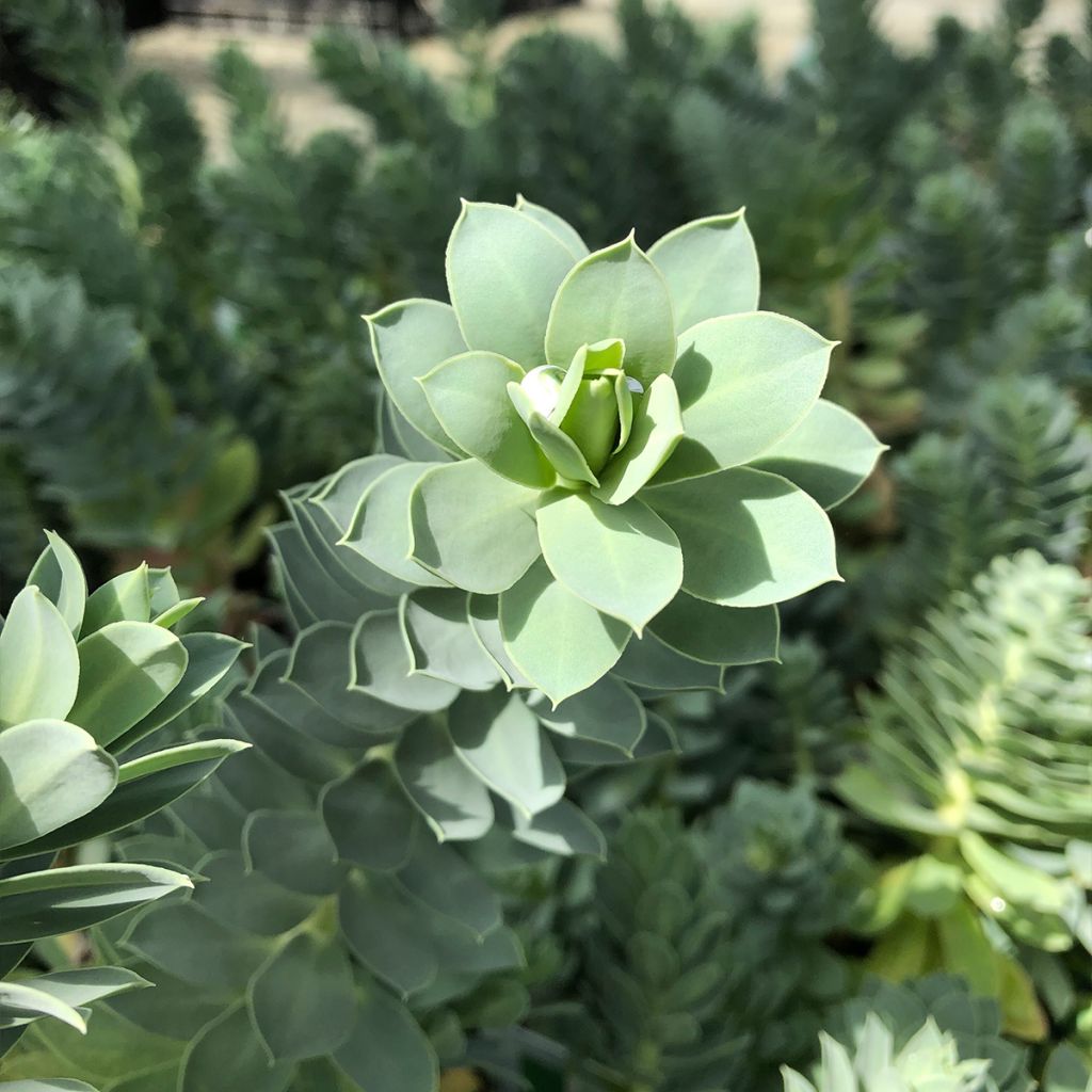 Rentotyräkki - Euphorbia myrsinites