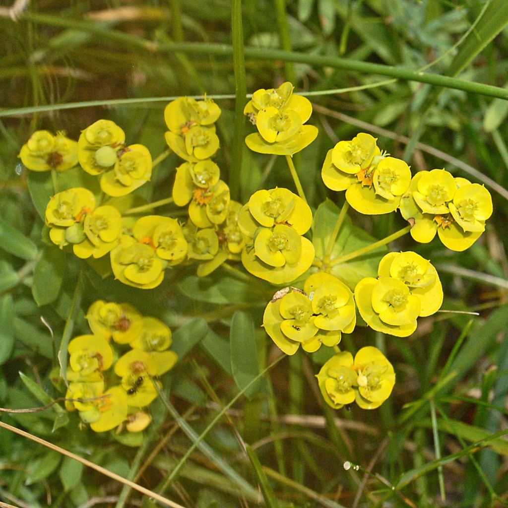 Tyräkki - Euphorbia nicaeensis