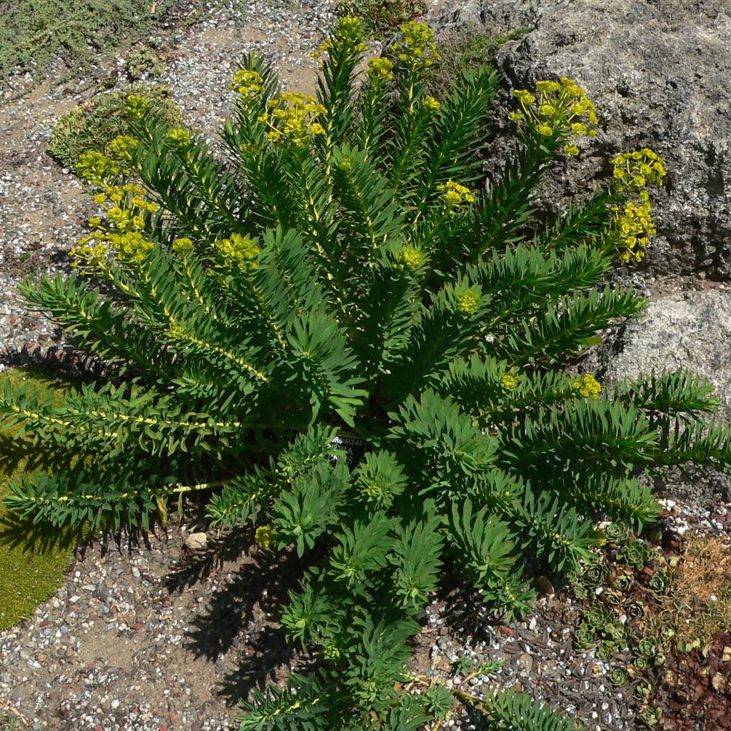 Tyräkki - Euphorbia nicaeensis