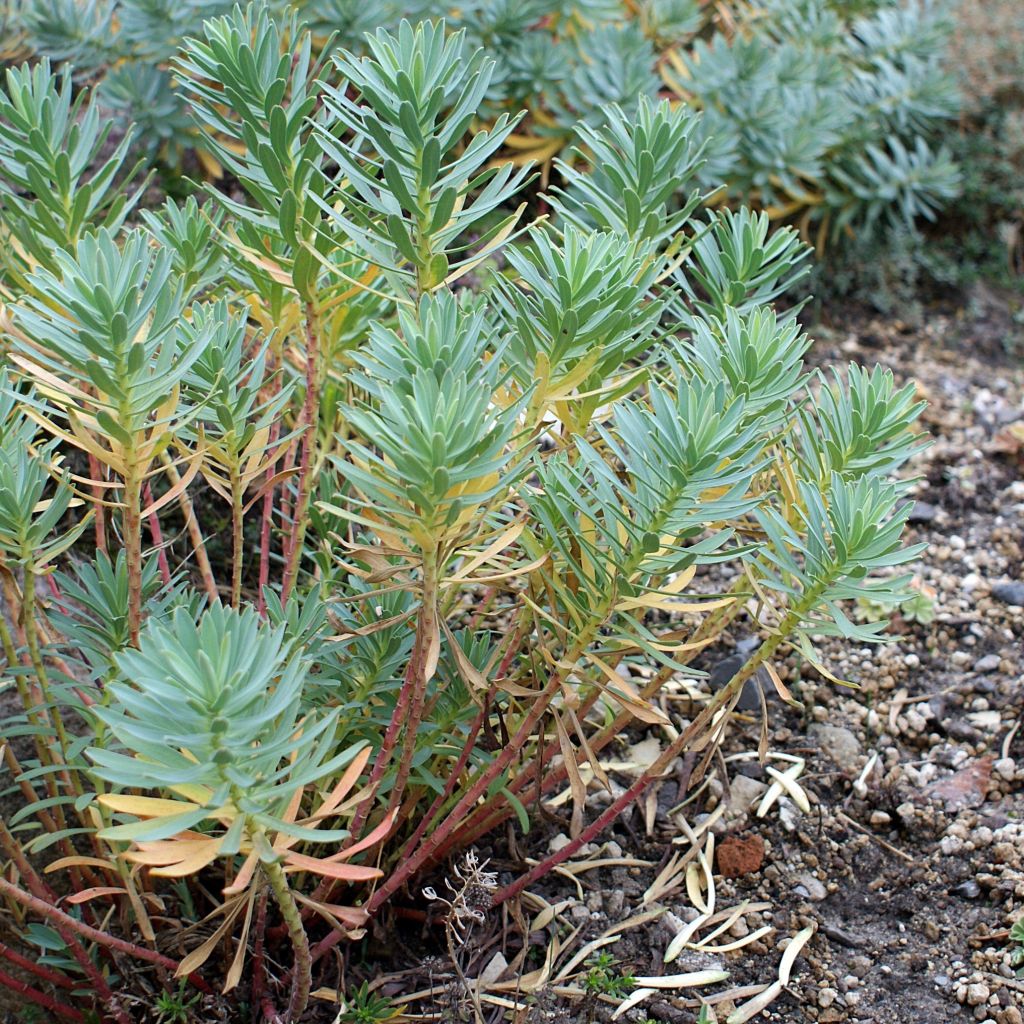 Tyräkki - Euphorbia nicaeensis