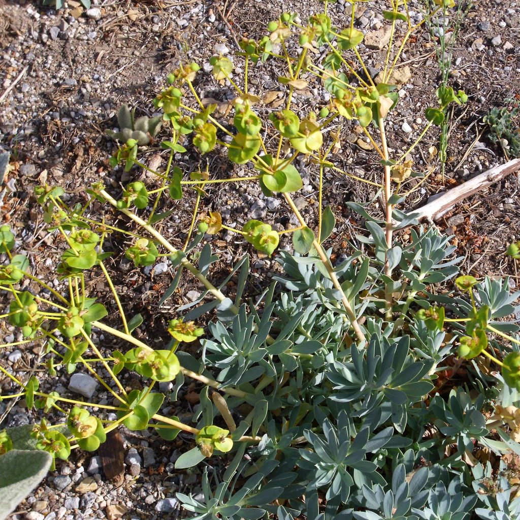 Tyräkki - Euphorbia nicaeensis