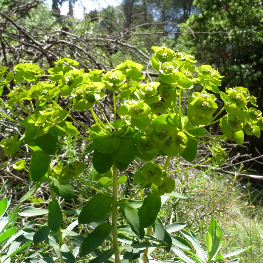 Tyräkki - Euphorbia nicaeensis
