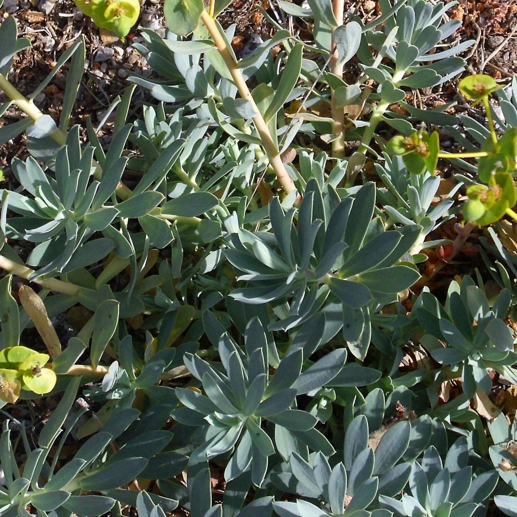 Tyräkki - Euphorbia nicaeensis