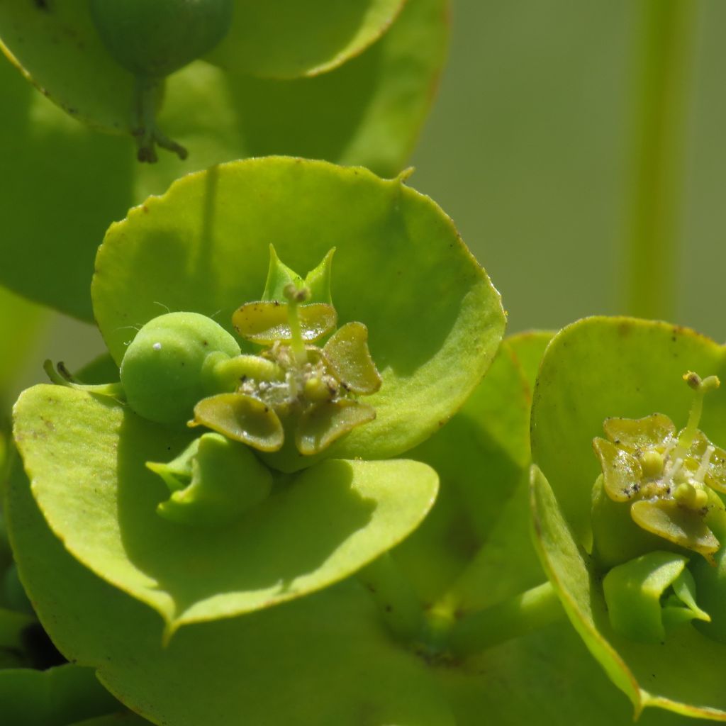Tyräkki - Euphorbia nicaeensis