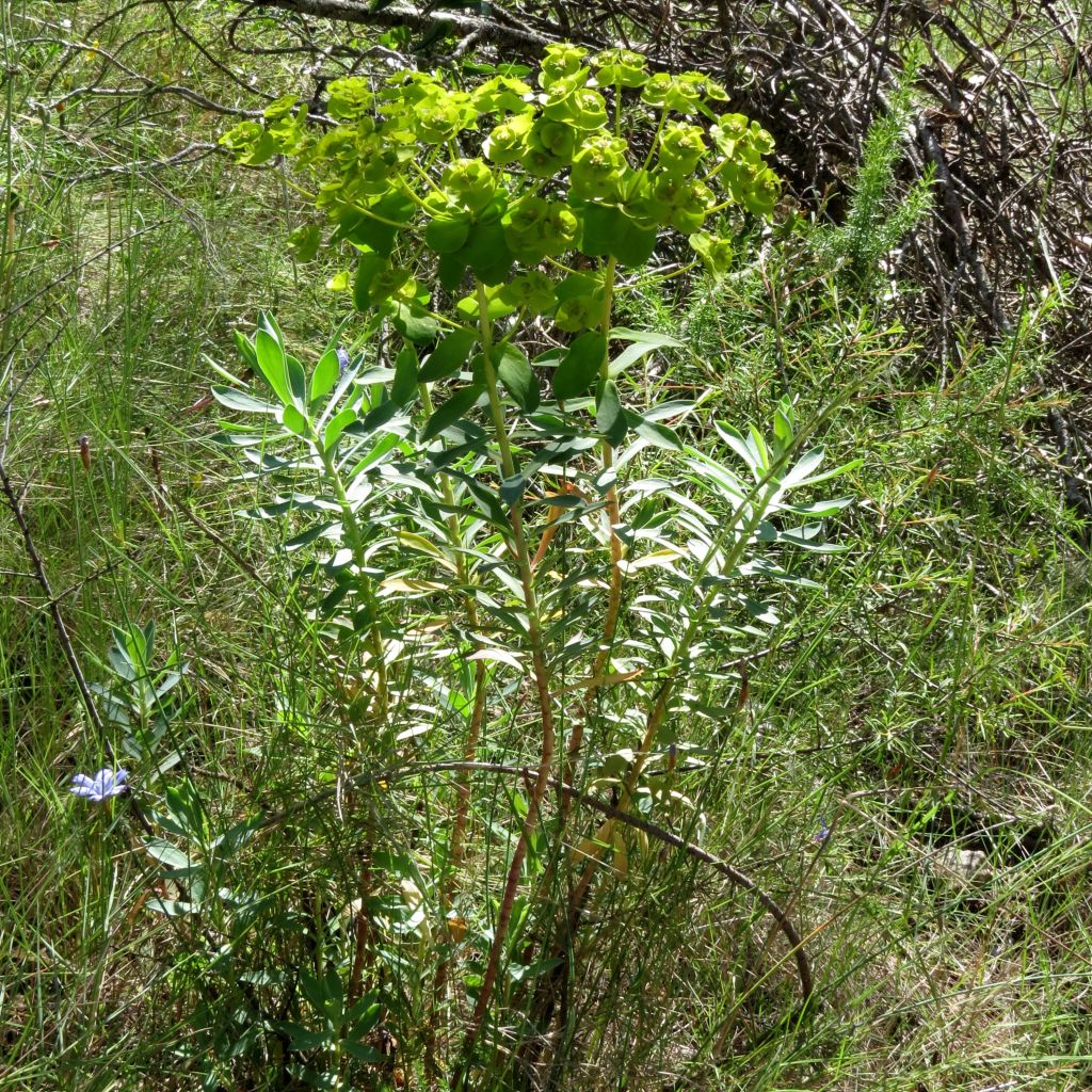 Tyräkki - Euphorbia nicaeensis