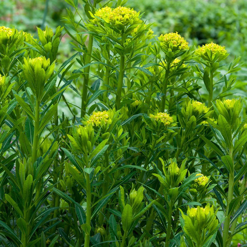 Rantatyräkki - Euphorbia palustris