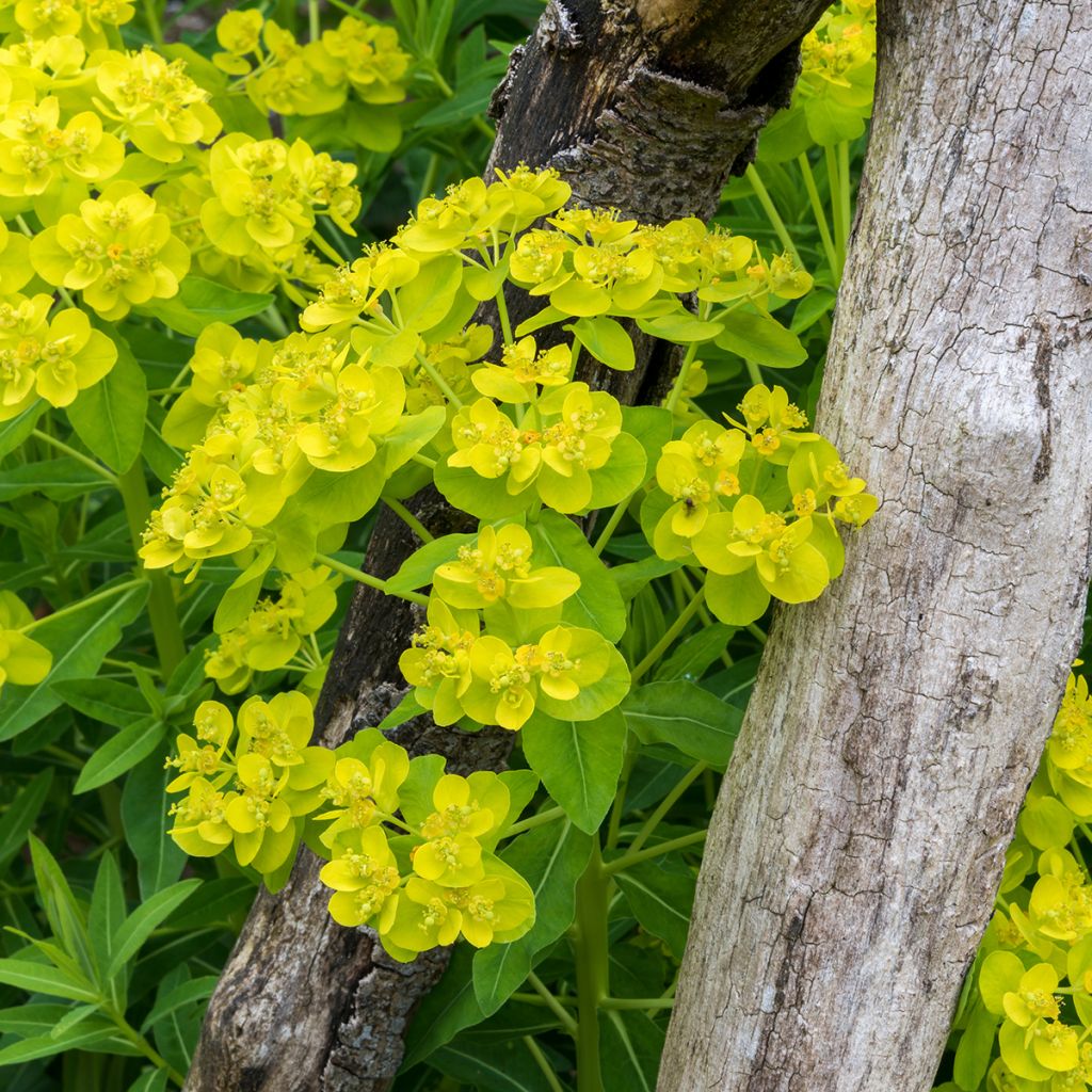 Rantatyräkki - Euphorbia palustris