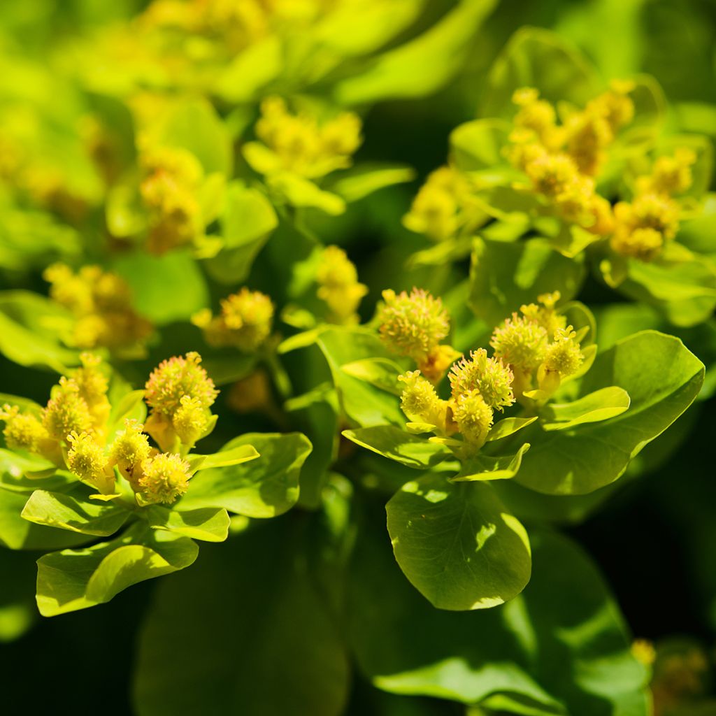Rantatyräkki - Euphorbia palustris