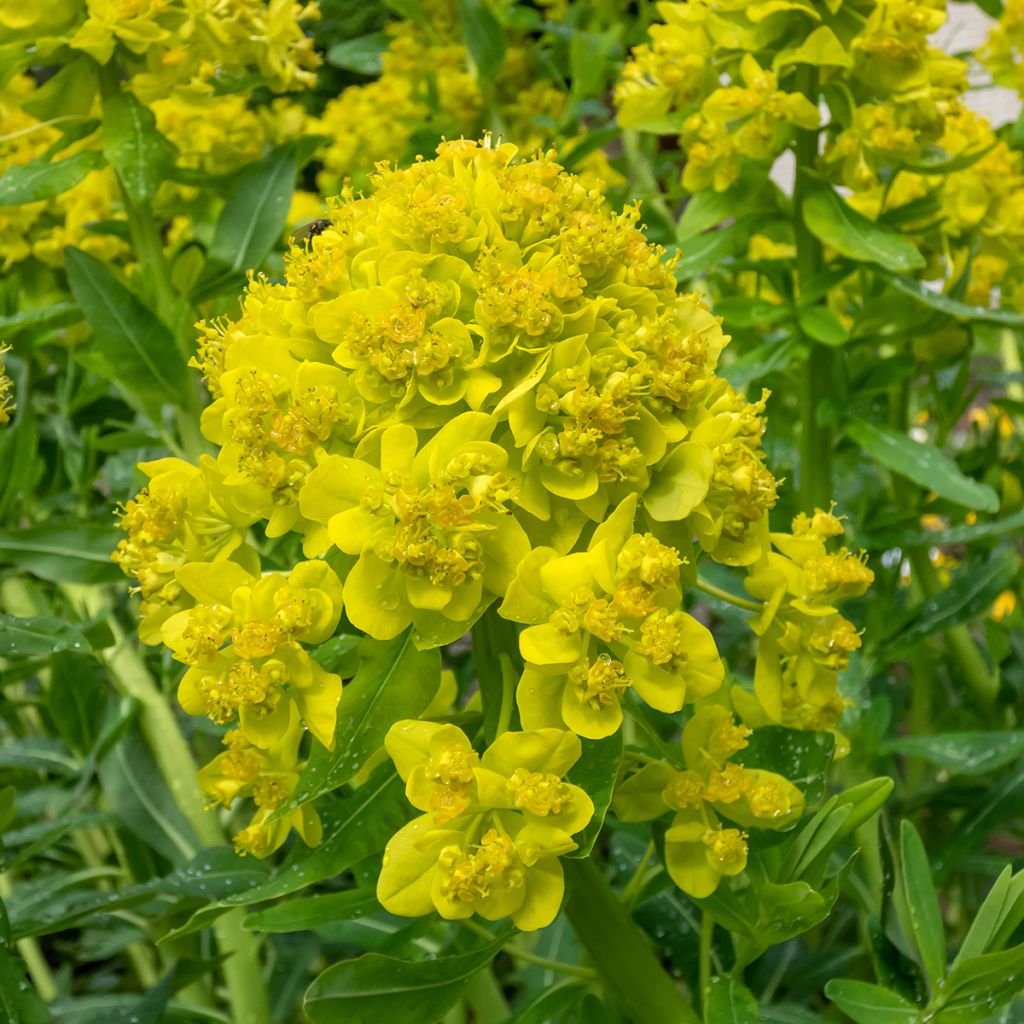 Rantatyräkki - Euphorbia palustris
